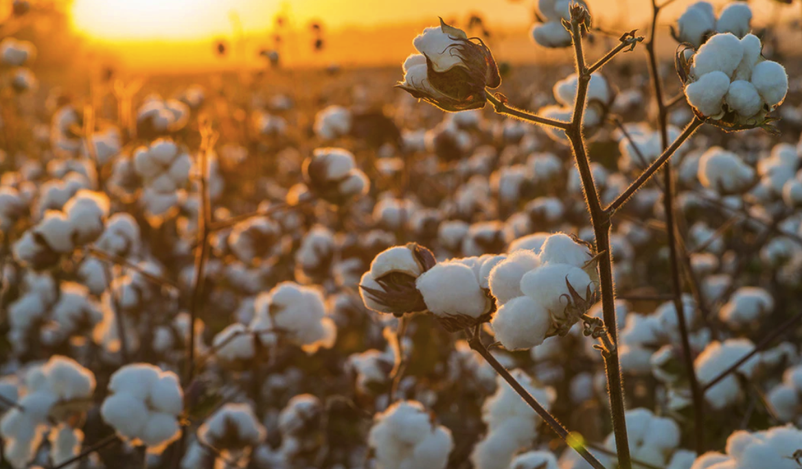 Egyptian Cotton vs Normal Cotton