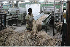 Processing Raw Jute Fibres