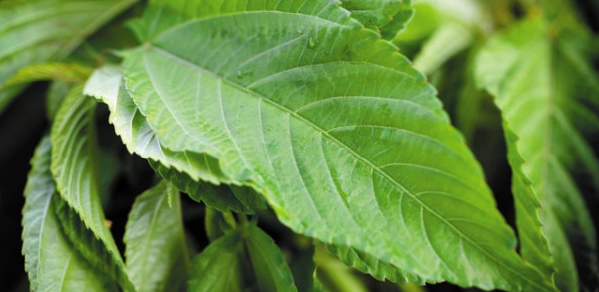 10 Benefits of Jute Leaves