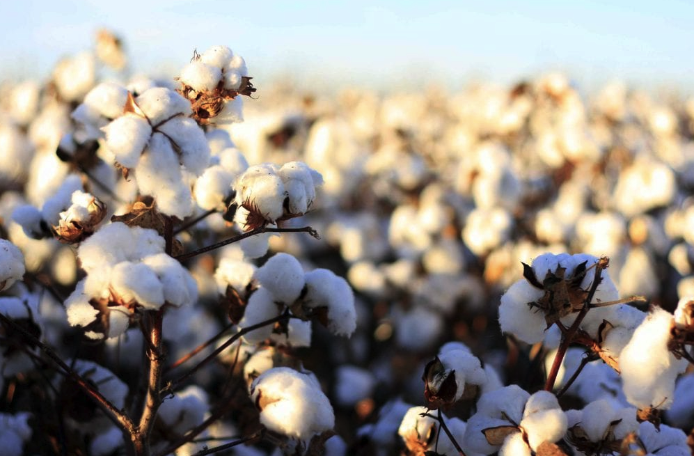 How to Shrink Cotton