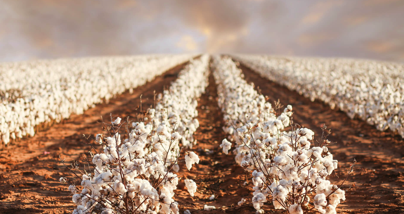 How to Wash Cotton?