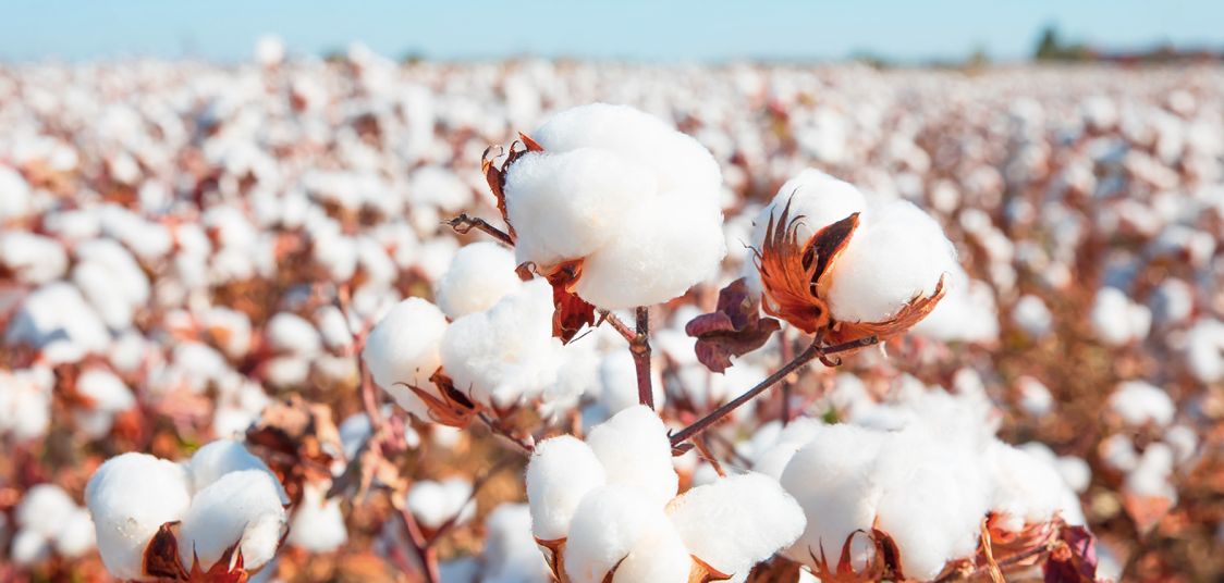 Where Is Cotton Grown?